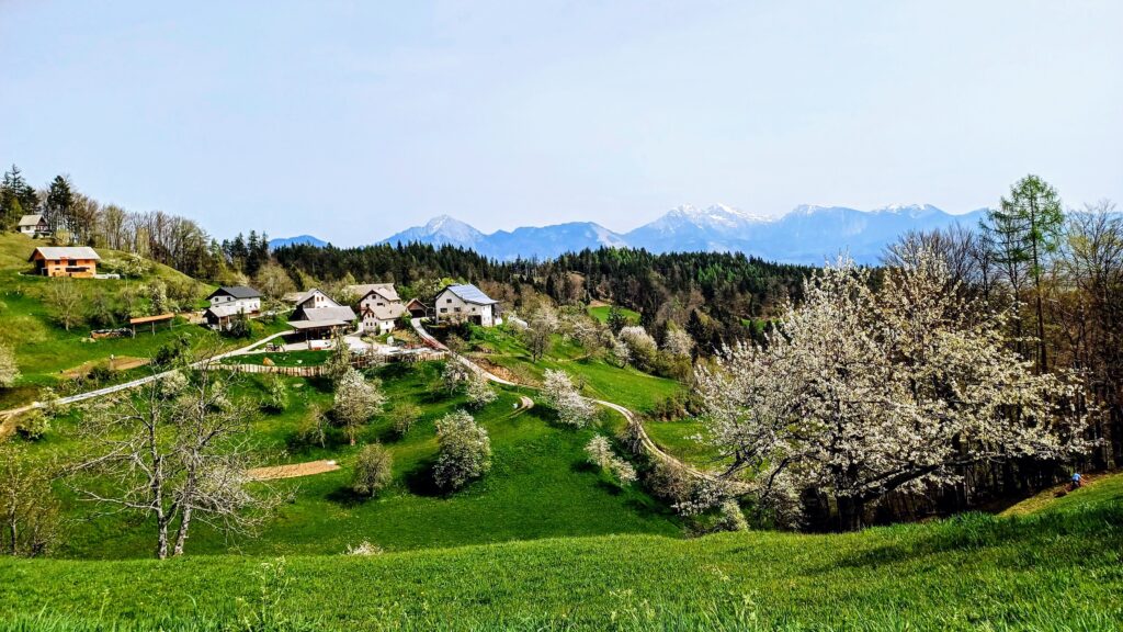 križna_gora_crngrob vasica Planica april 2024 zimzeleni